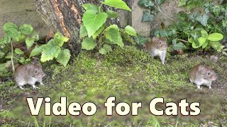 Cat TV Mice  Garden Mouse Adventure  Mice for Cats to Watch [upl. by Akeenat525]