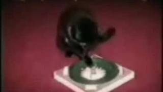 Gatos Divertidos Los mejores bloopers [upl. by Enialb757]