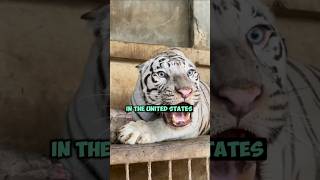 White tiger populations continue to grow in the United States [upl. by Leanora]