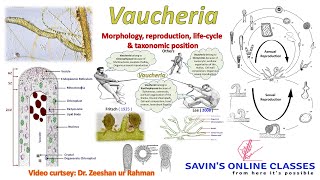 Vaucheria structure Reproduction Life cycle taxonomic position with slide preparation Live Class [upl. by Zenda]