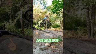 Dogs Chase Bikes [upl. by Bobbe714]