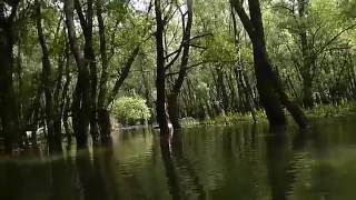 Foreste pluviali alla ricerca delle terre sommerse [upl. by Ynad574]