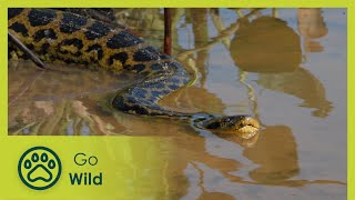 The Pantanal Brazil’s Wild Heart  Wildest Latin America  Go Wild [upl. by Esylla]