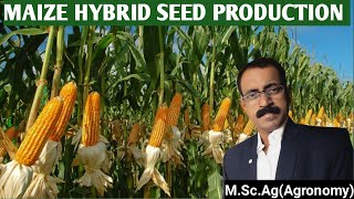 MAIZE HYBRID SEED PRODUCTION [upl. by Yttisahc]