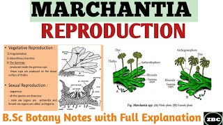 MARCHANTIA Reproduction in Marchantia Gametophytic Generation Bsc Botany Notes ZBC [upl. by Ahtreb938]