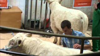 A guide on clipping and grooming of Charolais cattle [upl. by Eidissac]