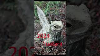 2024 tuatara and 5000bce tuatara animals trending [upl. by Yorgo207]