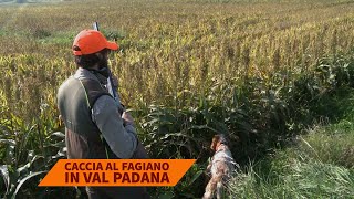 Caccia al fagiano in Val Padana [upl. by Oflodur9]