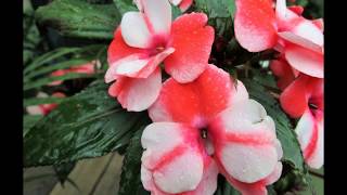 Impatiens Varieties [upl. by Ahsener]