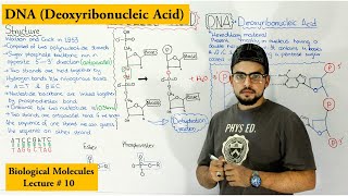 DNA Structure and functions  A type of Nucleic Acid [upl. by Sergent]