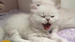 Cat Voice  Cat Sound to attract Cats  Persian Cat Meowing videos  Cat Meow Meow  Animal Voice [upl. by Aramat]