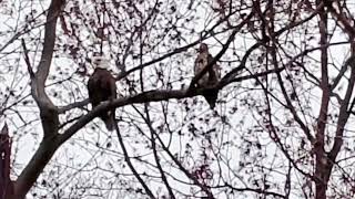 bald eagle adult and baby at Hempstead Lake State Park [upl. by Reace112]