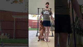 Smart Vizsla Does Obedience ​vizslabrandi [upl. by Glyn444]