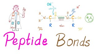 Peptides and Peptide Bonds  Amino Acids Dipeptides Oligopeptides Polypeptides  Biochemistry [upl. by Eenar]