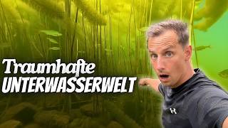 Epische Unterwasserwelt Fische hautnah im deutschen See [upl. by Niak]