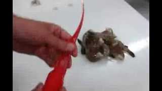 How to Peel and Devein Shrimp  Giovannis Fish Market [upl. by Sivart]