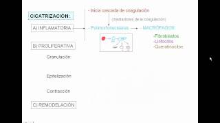 CICATRIZACIÓNavi [upl. by Strephonn]