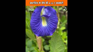 अपराजिता के पौधे की A To Z जानकारी  Aprajita plants care tips shorts aprajita youtubeshorts [upl. by Alliuqet]