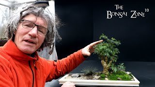 My Kubu Island Ming Aralia Penjing The Bonsai Zone Dec 2023 [upl. by Stargell]