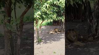 Jungle Safari 🦁  youtubeshorts ytshorts lion safari trending [upl. by Ocramed]