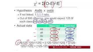 Linkage and Mapping The Chi Square Test tutorial [upl. by Abelard]