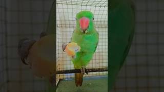 ringnickparrot dancingparrot talkingparrot birds new video youtubeshorts [upl. by Varney]