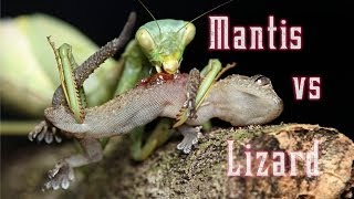 feed the praying mantis [upl. by Nonnair]