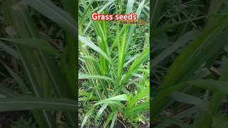 Nepiyar seedsnepiyar farmingfarming agriculture sugarcane 5ggrass seeds अमेरिकन5g [upl. by Nahtnanhoj275]