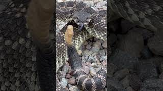 This is a Rattlesnakes final warning ⚠️ It’s best to listen to [upl. by Felipe485]