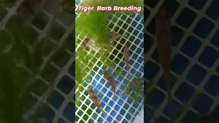 Tiger Barb Breeding Day  1 Part  1 [upl. by Arahk]