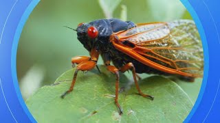 Cicadapocalypse  Billions of periodical cicadas expected to emerge this spring [upl. by Freddy]