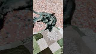 Rani traing Cat traing catkittencatshorts punamnishadvlogscatkittentraing [upl. by Devlen997]