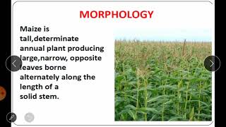 Practical No 21 Flower Biology emasculation and hybridization techniques in Maize [upl. by Ellingston]