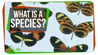 What Makes a Species a Species [upl. by Vaish398]