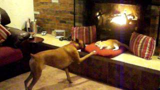 boxer wants cats spot by the fire [upl. by Wenda]