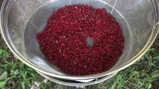 Harvesting and Processing Sumac Drupes [upl. by Gide845]