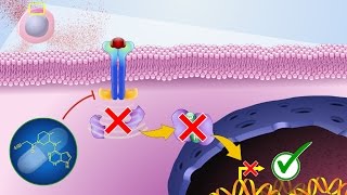 Mechanism of Action of JAK Inhibitors [upl. by Isahella52]