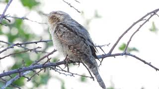 2023 05 01 Nyaktekercs Jynx torquilla Eurasian Wryneck [upl. by Stannwood51]