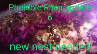 Pheidole Rhea update 6 New nest needed [upl. by Llennhoj996]