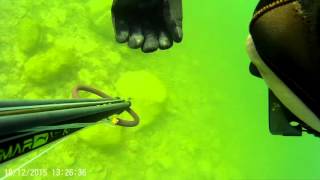 Spearfishing school of striped bass Lake Mead 18 dec 2015 Las vegas [upl. by Namreg]