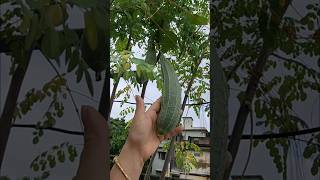 Grow bag এ ঝিঙে কি সুন্দর হয়েছে। greenypots gardening ridgegourd shorts vegetablegardening [upl. by Ethe]