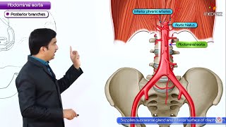 Abdominal Aorta Anatomy Animation  Origin Course Branches  USMLE Step 1 [upl. by Reis]