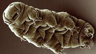 What are Tardigrades  Earth Unplugged [upl. by Aennaej429]