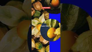 Yellow Raspberry  Physalis Peruviana fruit nature youtube viral trending shorts [upl. by Ayle]