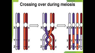 Crossing over mechanism in microorganism I [upl. by Elyr514]