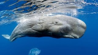 Sperm Whales Кашалоты [upl. by Esenahs595]