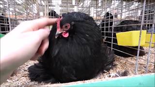 SHOW Merelbeke Beautiful Chickens [upl. by Hsirehc878]