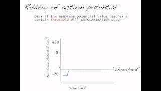 Action potential threshold Nervous system part 5 [upl. by Reiter]