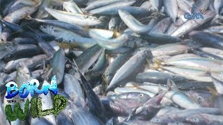 Born to be Wild Doc Ferds joins a fishing team to catch ‘galunggong’ in Bajo de Masinloc [upl. by Ylil697]