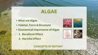 Algae Economical Importance of algae General characteristic of algae [upl. by Gula]